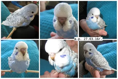 Птенцы выставочных волнистых попугаев. | Форумы о попугаях Parrots.ru