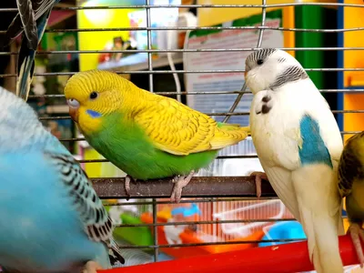 Доставка. Птенцы волнистых попугаев - pui de papagali perusi