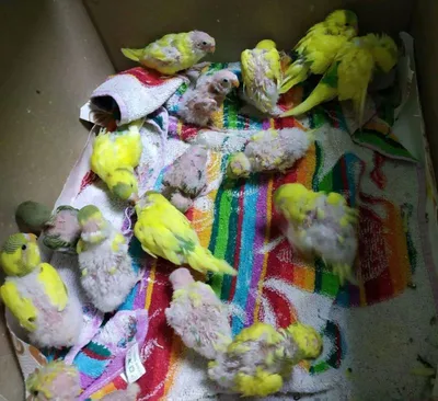 Как харьковчанка выхаживала 50 попугаев, выброшенных в зимнем лесу |  Комментарии.Харьков