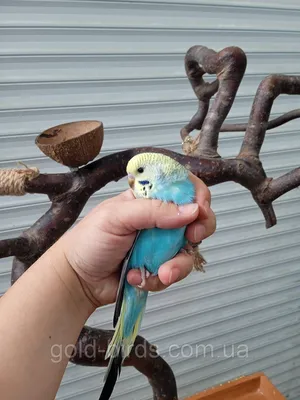 Волнистый попугай. (Малыши) (ID#562705387), цена: 500 ₴, купить на Prom.ua