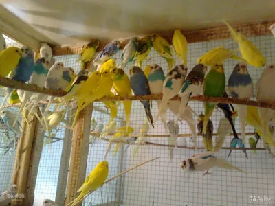 Выставочные волнистые попугаи, птенцы, чехи