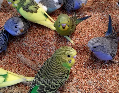 Волнистые попугаи ручные с радужной генетикой – купить в Москве, цена 2 500  руб., продано 24 сентября 2020 – Птицы