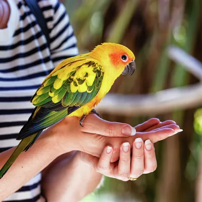 Помогите понять развитие и поведение птенцов Волнистых попугаев -  Особенности содержания волнистых: клетки, игрушки, питание - Форумы  Mybirds.ru - все о птицах