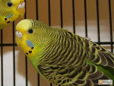 Продам птенца волнистых попугаев - Narva - Животные, Птицы купить и продать  – okidoki