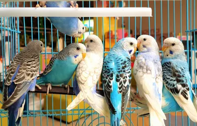 В Санкт-Петербурге продаются птенцы волнистых попугаев