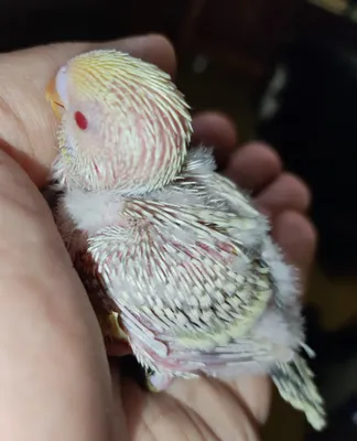 Птенцы волнистых попугаев | Пикабу