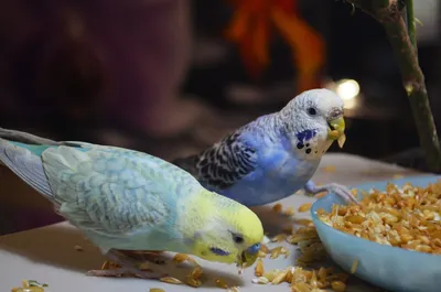 Как создать волнистым попугайчикам условия для выведения птенцов - Лента  новостей Крыма