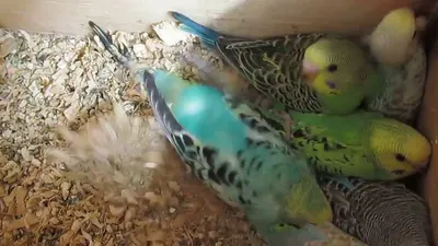 Доставка. Птенцы волнистых попугаев - pui de papagali perusi