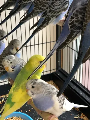 Птенцы волнистых попугаев готовы покинуть гнездо - YouTube