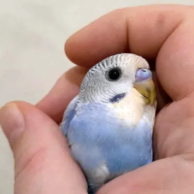 Волнистые попугаи птенцы (65 лучших фото)