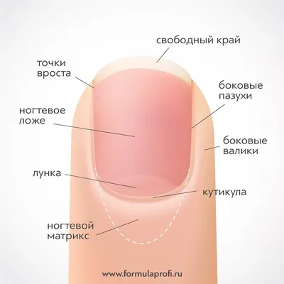 Пин от пользователя Любовь на доске Теория про ногти | Маникюр, Дизайн  ногтей со школьной тематикой, Ногти