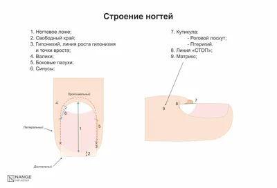 Педикюр от другого мастера 🤔 Секреты быстрого френча / Как вычистить  птеригий - YouTube