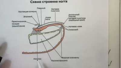 Где у ногтя корень и зачем удалять птеригий? О строении ногтевой пластины  простым языком | Onni - лучшие материалы для стойкого маникюра! | Дзен