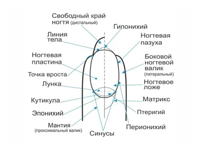 Онихолизис ногтей – симптомы, причины, виды, способы лечения и профилактики  болезни