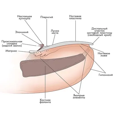 Маникюр Педикюр Сходненская - Птеригий. Что за зверь?! ⁉⁉⁉ Продолжаем  знакомить вас с терминами, которые используют в работе наши мастера.  Возможно вы слышали, от наших девочек: вы повредили птеригий! У вас зарос