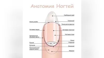 Пин от пользователя Dovilė Veligorienė на доске anatomija | Уроки  нейл-арта, Учебник по ногтям, Маникюр