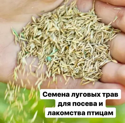 Купить СЕМЕНА спорыша, Москва, Семена газонных трав — AgroRU.net