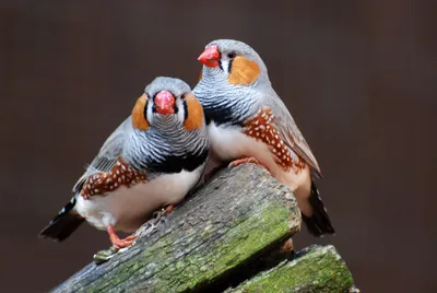 Wiki Nature - Гульдова амадина. Гульдова амадина (лат. Erythrura gouldiae)  — птица семейства вьюрковых ткачиков, обитающая в Австралии. Полиморфный  вид. В одной популяции часто встречаются две, реже три различные вариации  окраски верха