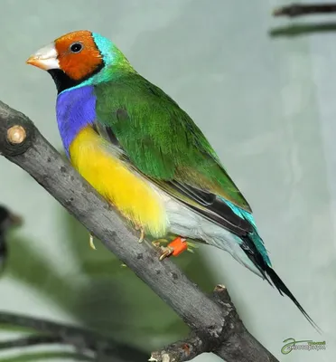 Амадины — самые простые в содержании среди декоративных птиц. Фото —  Ботаничка