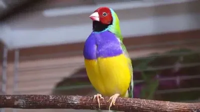 Уникальные виды птиц, от которых невозможно оторвать взгляда! ч.2 |  Психология животных | Дзен