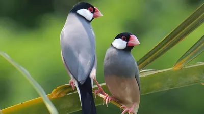 Зебровые амадины (Taeniopygia guttata) Мелкие птицы | Купить в зоомагазине  GoodZoo