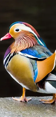 Птица утка Мандаринка - красивые фото