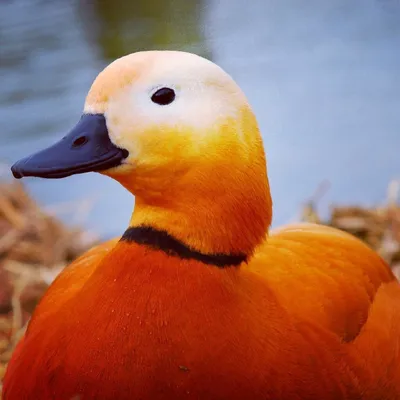 Оранжевая утка - 64 фото