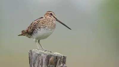 Бекас - охотничья птица, болотная дичь