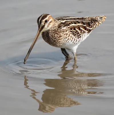 Осенние\" бекасы: поведение. Common snipe in Autumn. Behavior. - YouTube