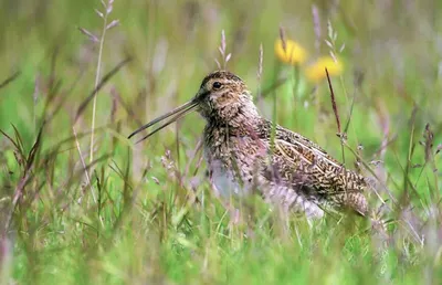 Азиатский бекас - eBird