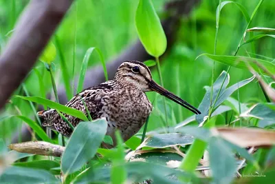 Бекас - eBird