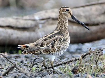 Бекас Gallinago gallinago Common Snipe