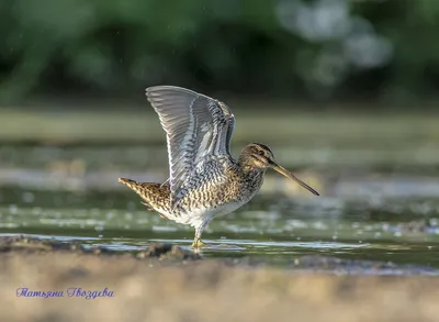 Японский бекас - eBird