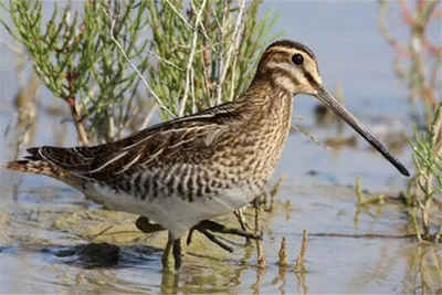 Бекас (Gallinago gallinago). Птицы Сибири.