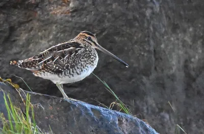 Бекас (Gallinago gallinago). Птицы Европейской России.