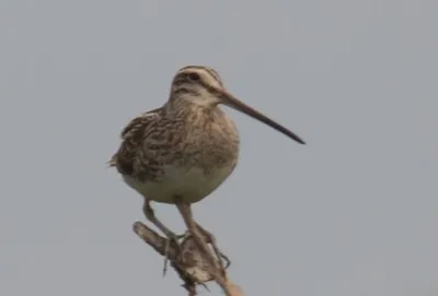 Патагонский бекас - eBird