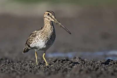 Бекас (Gallinago gallinago). Птицы Европейской России.