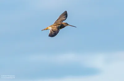 Бекас (Gallinago gallinago). Птицы Сибири.