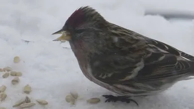 Пепельная чечётка - eBird