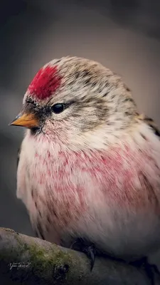 Горная чечетка (Acanthis flavirostris). Птицы Казахстана.