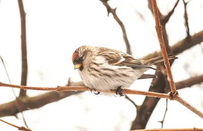 Пепельная чечётка - eBird