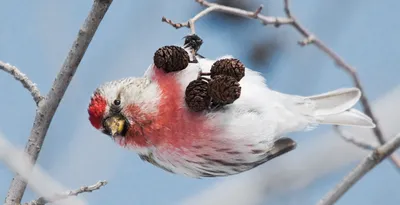 Названы птицы, прилетающие в Москву на зимовку - РИАМО