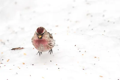 Птицы зимой, чечетка обыкновенная, Common Redpoll - YouTube