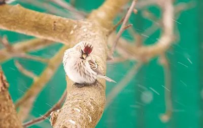 Пепельная чечётка - eBird