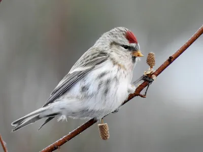 Пепельная чечётка - eBird