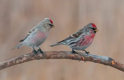 Птицы в кадре on Instagram: “Обыкновенная чечетка, Common Redpoll, Acanthis  flammea ⠀ Пташки эти в городах зимой довольно обычны. Налетят они больш… |  Animals, Bird