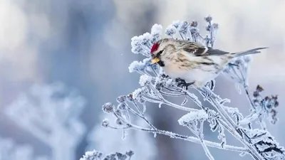 Фотокаталог птиц: Обыкновенная чечётка (Carduelis flammea)