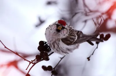 Carduelis flammea 3 - Чечётка (птица) — Википедия | Чечетка, Птицы, Рисунки