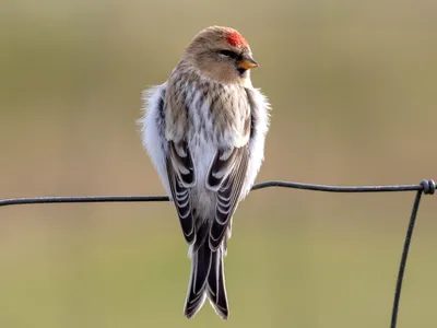 Обыкновенная чечётка (Acanthis flammea) / Статьи / Птицы Европы