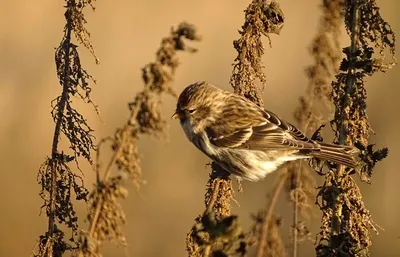 Пепельная чечётка - eBird